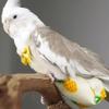 2-Piece Adjustable Bird Diaper view 4