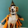 ARING PET Halloween Dog Collar view 4