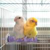 Bird Cage Stand for Pets view 2
