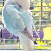 Bird Cage Stand for Pets view 3