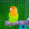 Bird Perch - Play Stand for Cages view 3