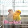 Bird Perch Stand for Pets view 2