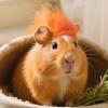 Dog Wig, Orange Faux Fur Cap for Pets view 2
