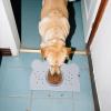 ZHUMCCY Cat & Dog Food Mat view 2
