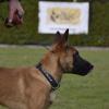 Dog Training Tug Rope view 4