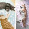 Pet Pad 2025 Washable Pad for Dogs and Cats view 4