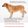 Adjustable Front Leg Dog Wheelchair view 2