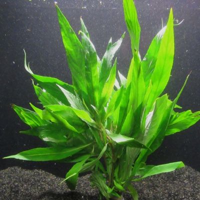 Hygrophila salicifolia Bundle