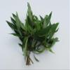 Hygrophila salicifolia Bundle view 2