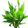 Hygrophila salicifolia Bundle view 3