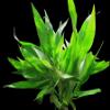 Hygrophila salicifolia Bundle view 4
