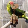 Gnrique Foraging Bird Toys view 3