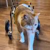 Adjustable Dog Wheelchair for Front and Hind Legs view 2