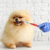 Double-Headed Dog Toothbrush for Effective Dental Care view 2