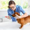 Double-Headed Dog Toothbrush for Effective Dental Care view 3