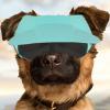Dog Baseball Cap and Sunglasses Set with UV Protection view 3