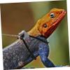 Toyvian Gecko Harness Set with Leash view 4