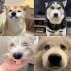 Dog Tooth Props - Silicone Funny Fangs view 4