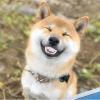 Funny Dog Teeth - Silicone Interactive Dog Toy view 2