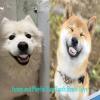 Funny Dog Teeth - Silicone Interactive Dog Toy view 3