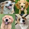 Funny Dog Teeth - Silicone Interactive Dog Toy view 4