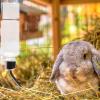 350 ml Rabbit Water Bottle - Gravity Pet Drinker with High-Performance Holder view 2