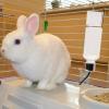 350 ml Rabbit Water Bottle - Gravity Pet Drinker with High-Performance Holder view 3
