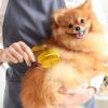 Yhsioaklo Dog Shower Brush view 3