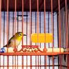 HOMOBABE Plastic Bird Feeder for Parrots and Rabbits view 4