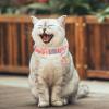 Breakaway Kitten Collar with Bell view 2