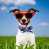 Cooling Bandana for Dogs view 3