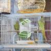 Automatic Bird Feeder Cage, 19.6 × 11.6 × 9.9 in view 3
