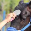 Horse Mane and Tail Brush with Ergonomic Handle view 2