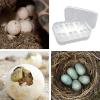 Reptile Egg Incubator view 4