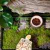 Yjkedfh Turtle Feeding Bowl, Reptile Water Dish - Natural Wood Design view 2