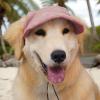 Befeixue Dog Hat with Ear Openings - Sun Protection Cap with Adjustable Design for Small, Medium & Large Dogs view 2