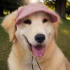 Befeixue Dog Hat with Ear Openings - Sun Protection Cap with Adjustable Design for Small, Medium & Large Dogs view 3