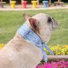 Cooling Dog Bandana view 3