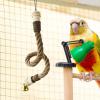 Bird Rope Perch view 3