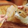 Cat Knot Comb for Pets view 2