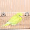 YUPEIUKLI Stainless Steel Bird Perch Stand for Parrots and Birds view 4