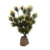 Lucky Reptile Podocarpus view 1