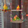 Budgie Swing, Woven Seagrass Hammock, Freestanding view 2