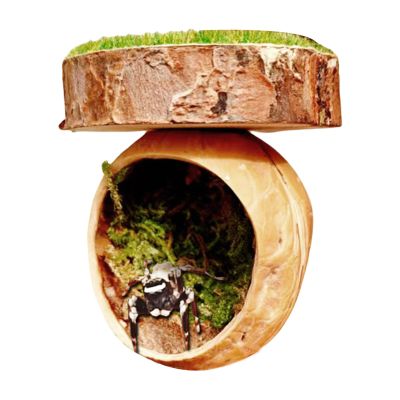 Jumping Spider Habitat Climbing Area