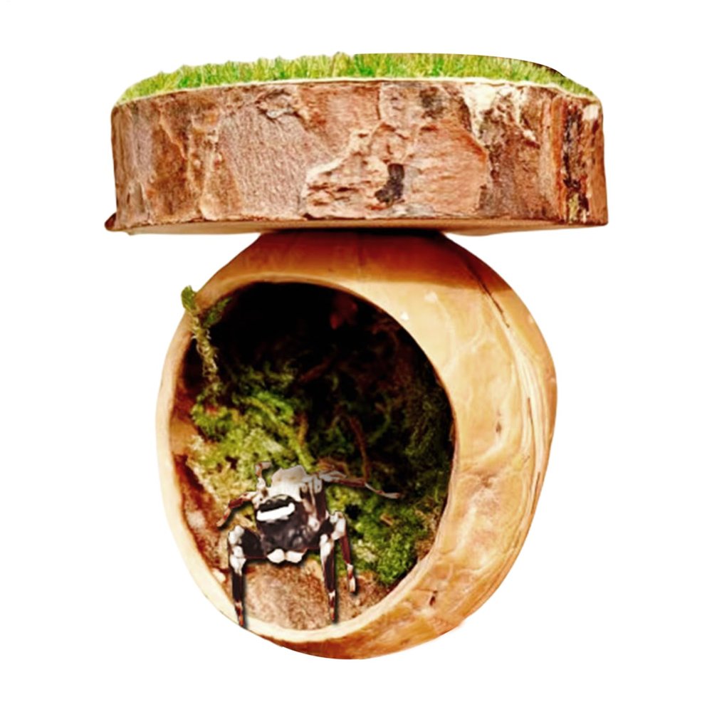 Jumping Spider Habitat Climbing Area