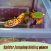 Jumping Spider Habitat Climbing Area view 2
