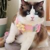 DzpKrka Puppy Harness - Reflective Cat Harness view 2