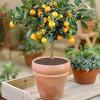 Humdcdy Plant Pot Soil Covers, Adjustable Plant Protection Grids view 2