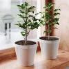 Humdcdy Plant Pot Soil Covers, Adjustable Plant Protection Grids view 3