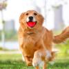 Interactive Dog Toy Ball view 2